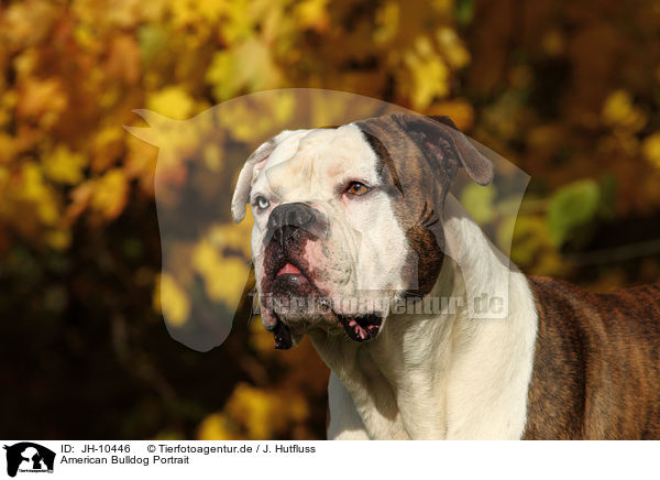 American Bulldog Portrait / JH-10446