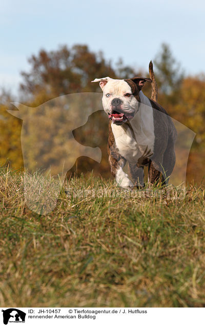 rennender American Bulldog / running American Bulldog / JH-10457