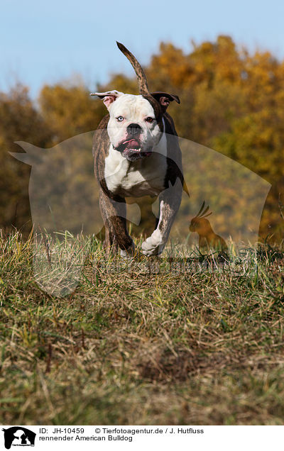 rennender American Bulldog / running American Bulldog / JH-10459