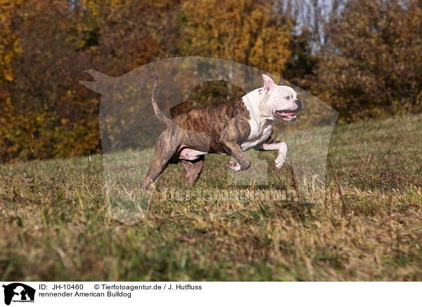 rennender American Bulldog / JH-10460