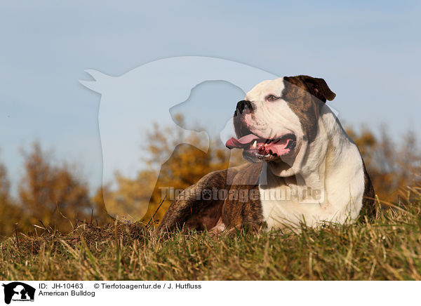 American Bulldog / JH-10463