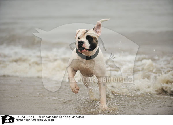 rennender American Bulldog / running American Bulldog / YJ-02151