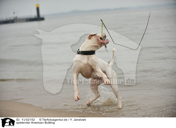 spielender American Bulldog / playing American Bulldog / YJ-02152