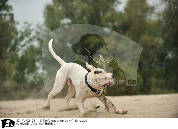 spielender American Bulldog / YJ-02154
