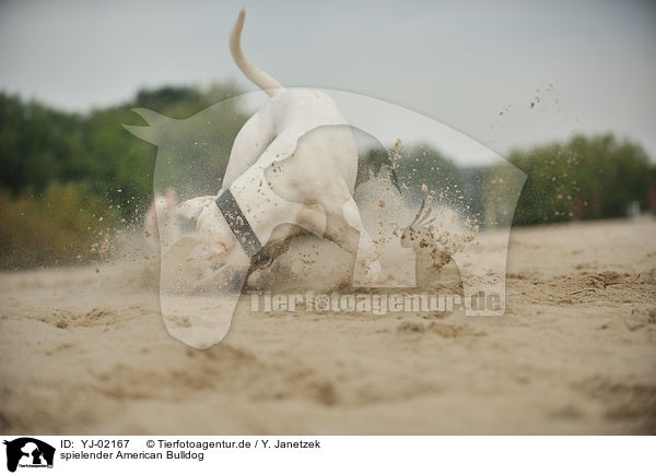spielender American Bulldog / playing American Bulldog / YJ-02167