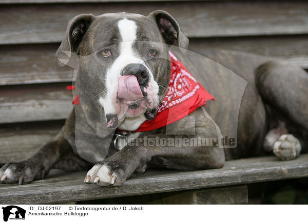 Dj 02197 Amerikanische Bulldogge Bilder Stockbilder Kaufen Professionell Tierfotoagentur Bildagentur Mit Spezialisierung Auf Tierbilder Und Tierfotos