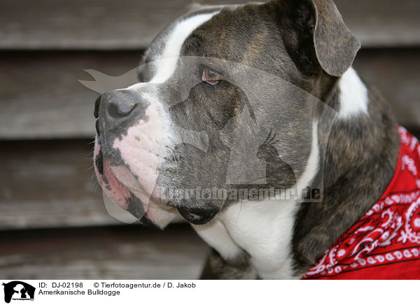 Amerikanische Bulldogge / American Bulldog / DJ-02198