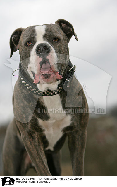 Amerikanische Bulldogge / DJ-02208
