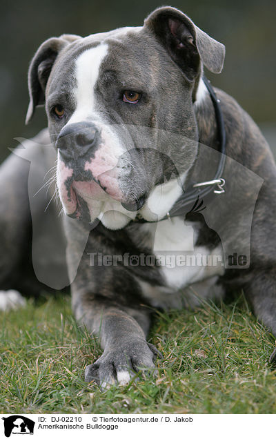 Amerikanische Bulldogge / DJ-02210
