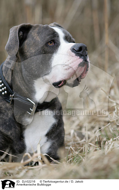Amerikanische Bulldogge / DJ-02216