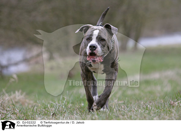 Amerikanische Bulldogge / DJ-02222