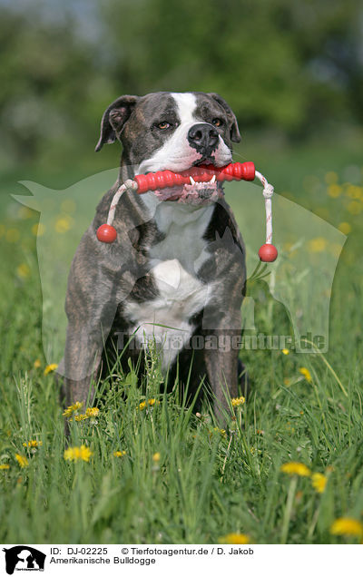Amerikanische Bulldogge / DJ-02225