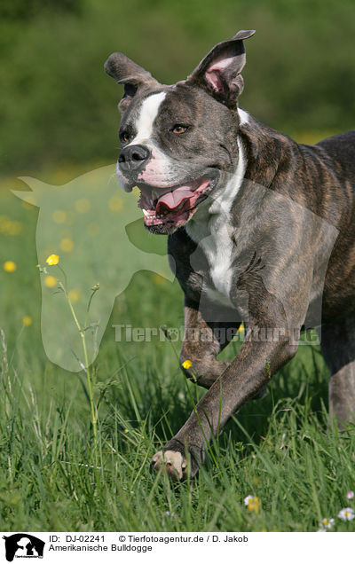 Amerikanische Bulldogge / DJ-02241