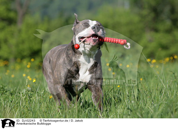 Amerikanische Bulldogge / DJ-02243
