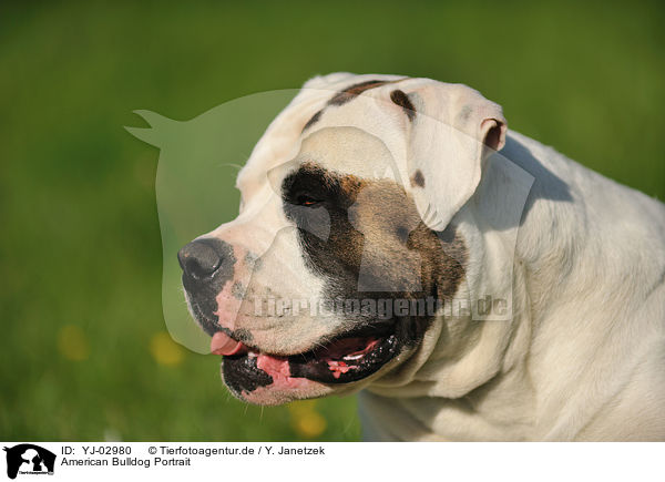 American Bulldog Portrait / YJ-02980