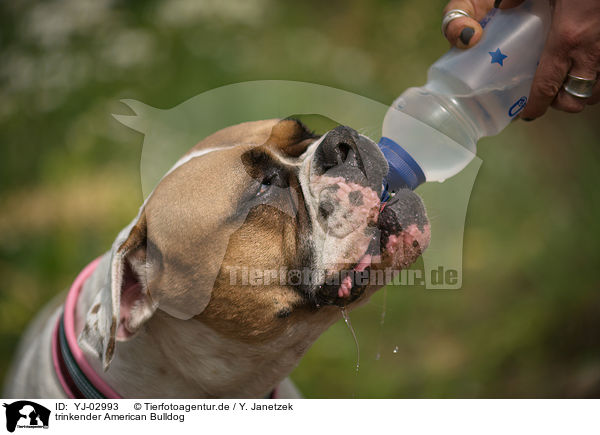 trinkender American Bulldog / YJ-02993