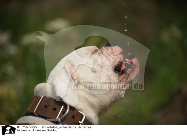trinkender American Bulldog / YJ-02995