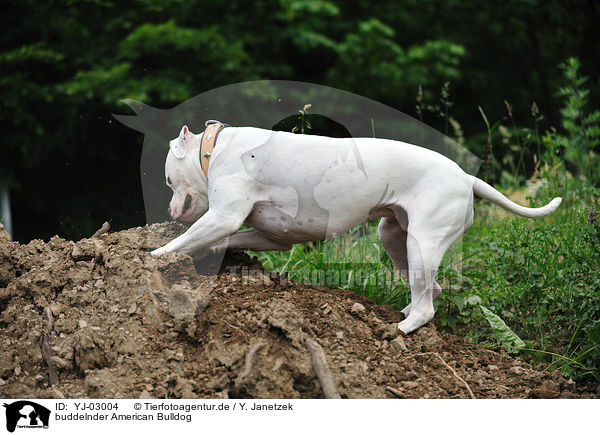 buddelnder American Bulldog / YJ-03004