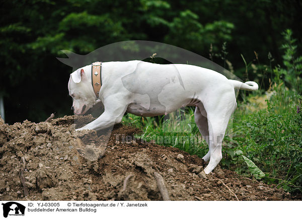 buddelnder American Bulldog / YJ-03005