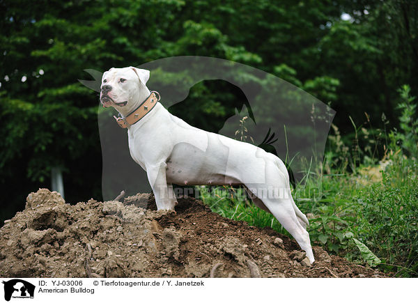 American Bulldog / YJ-03006