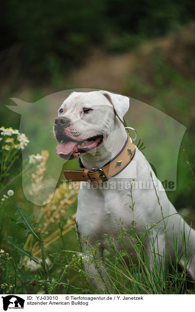sitzender American Bulldog / YJ-03010