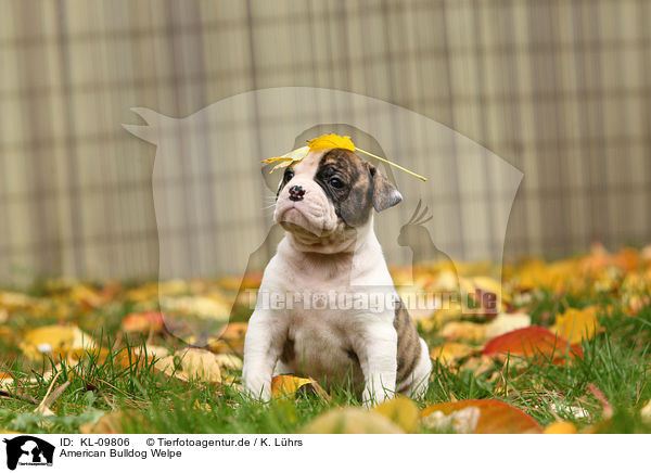 American Bulldog Welpe / KL-09806