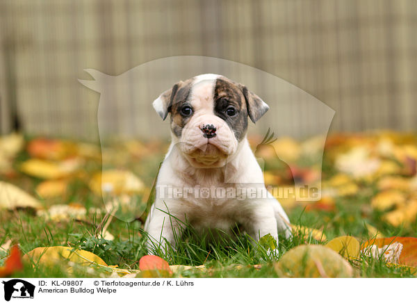 American Bulldog Welpe / KL-09807