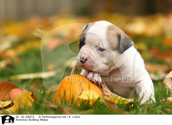 American Bulldog Welpe / KL-09812