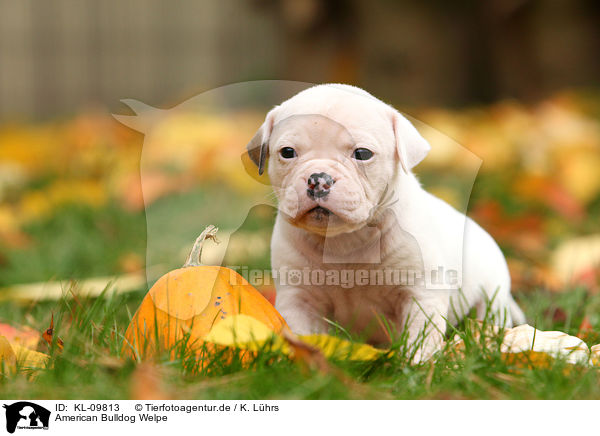 American Bulldog Welpe / KL-09813