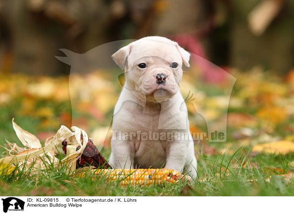 American Bulldog Welpe / KL-09815