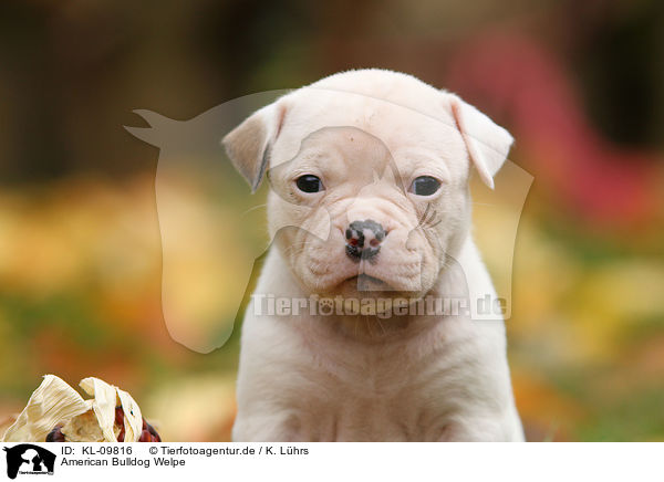 American Bulldog Welpe / KL-09816