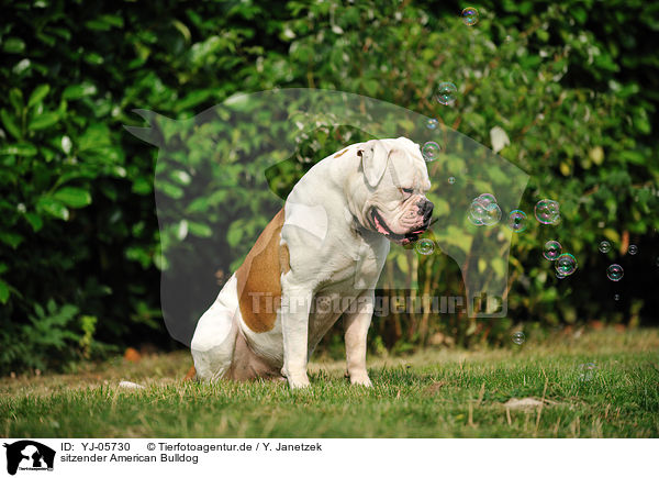 sitzender American Bulldog / YJ-05730