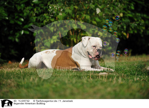 liegender American Bulldog / YJ-05732