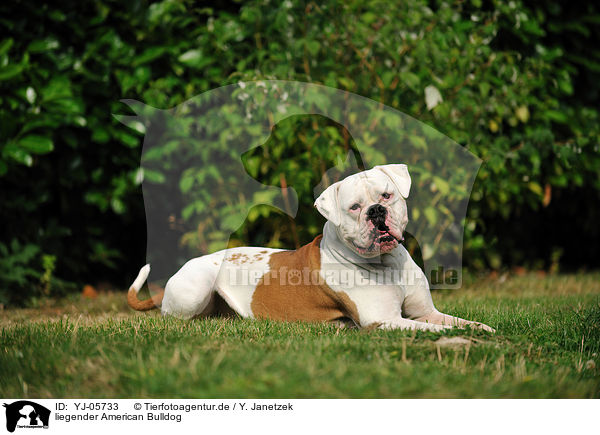 liegender American Bulldog / YJ-05733