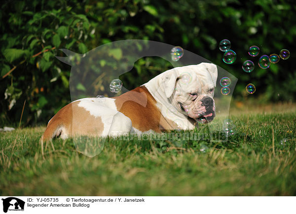 liegender American Bulldog / YJ-05735