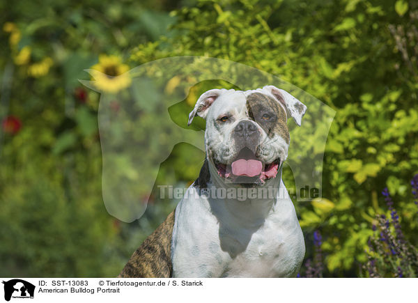 American Bulldog Portrait / SST-13083