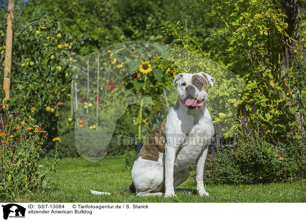 sitzender American Bulldog / SST-13084