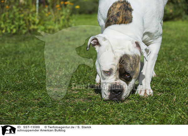 schnuppernder American Bulldog / SST-13089