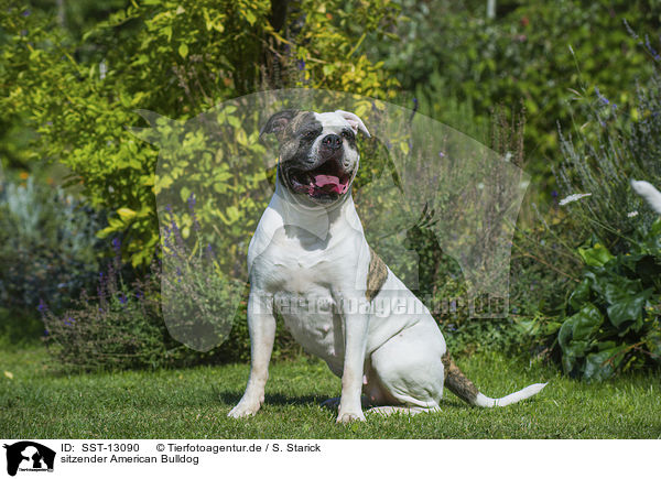 sitzender American Bulldog / SST-13090