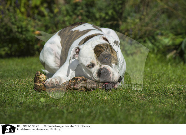 knabbernder American Bulldog / SST-13093