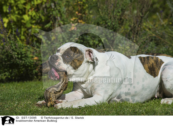 knabbernder American Bulldog / gnawing American Bulldog / SST-13095
