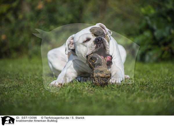 knabbernder American Bulldog / SST-13096