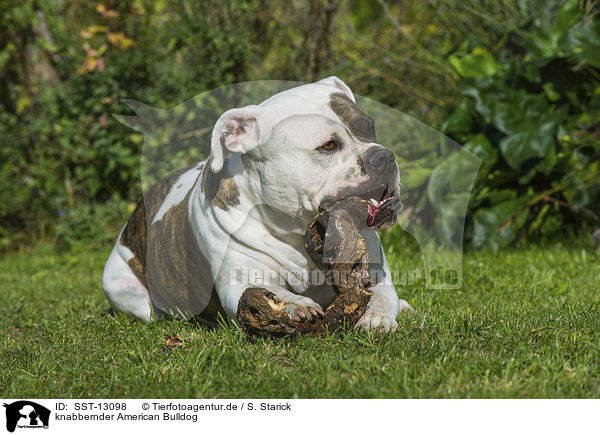 knabbernder American Bulldog / gnawing American Bulldog / SST-13098