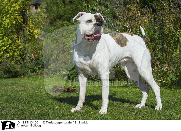 American Bulldog / SST-13100