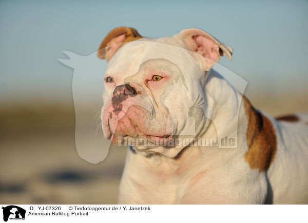 American Bulldog Portrait / YJ-07326