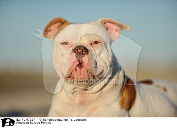 American Bulldog Portrait / American Bulldog Portrait / YJ-07327