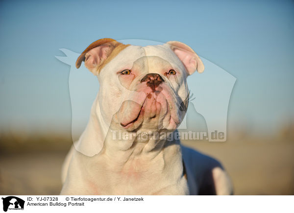 American Bulldog Portrait / American Bulldog Portrait / YJ-07328