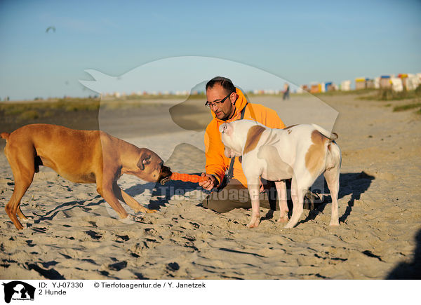 2 Hunde / 2 dogs / YJ-07330