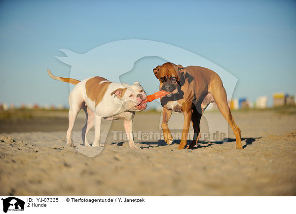 2 Hunde / YJ-07335