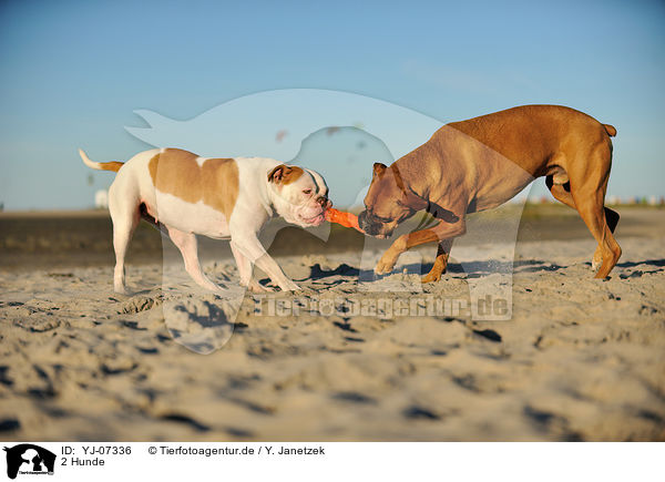 2 Hunde / 2 dogs / YJ-07336